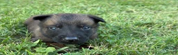 Belgian Malinois dogs for sale: James Bond (light green) - Ad 2