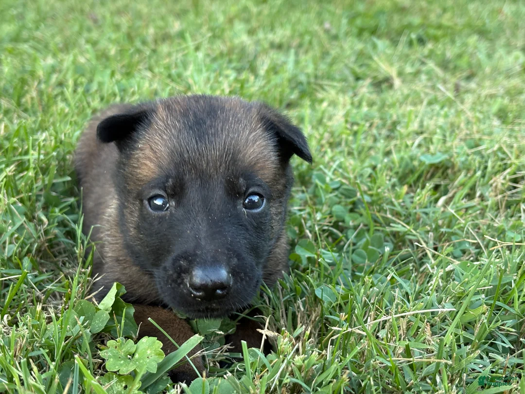 Belgian Malinois dogs for sale: James Bond (light green) - Ad 2