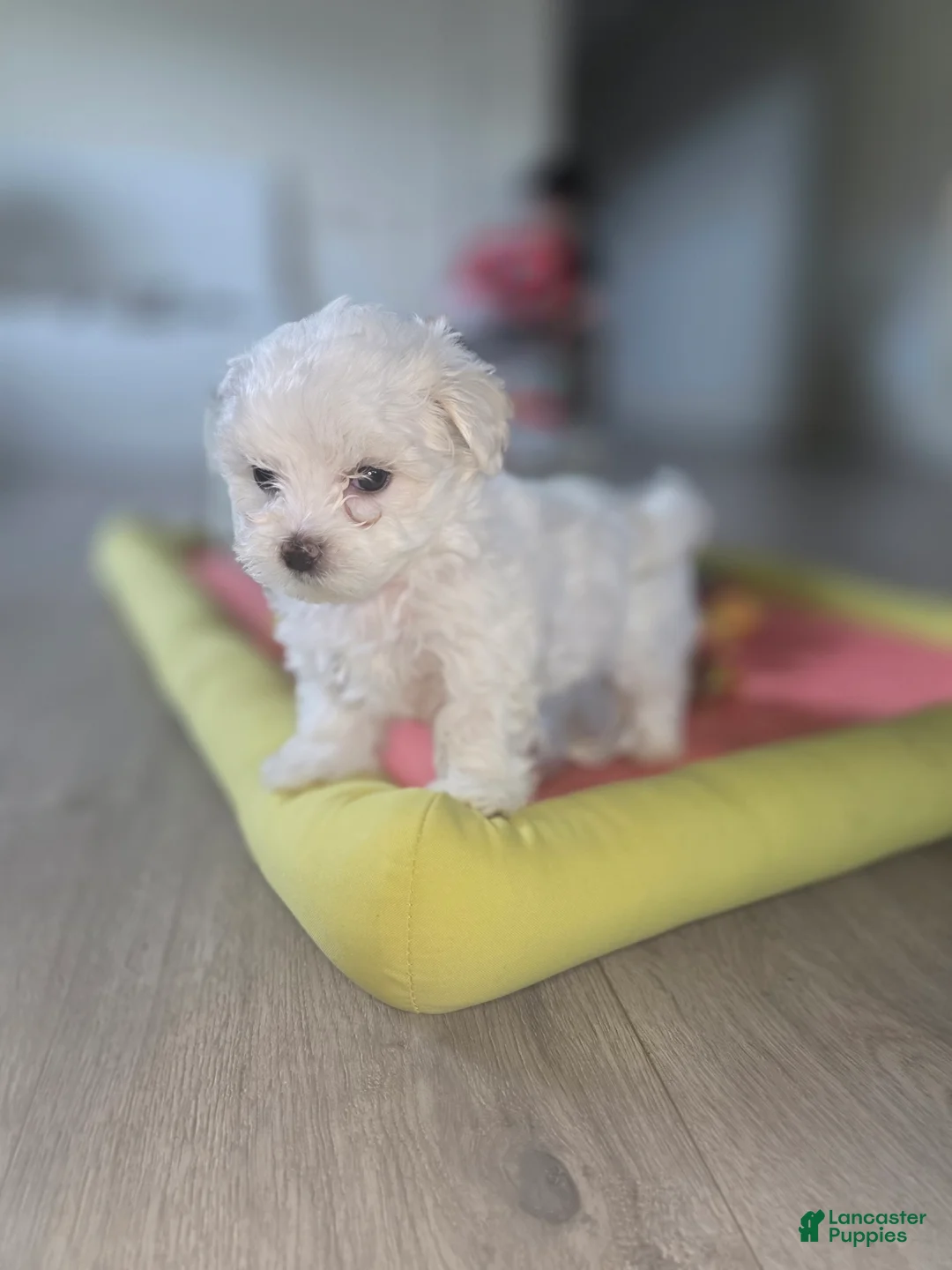 Maltese dogs for sale: 🐶 Female Maltese Puppy – Sweet, Playful & Petite - Ad 10