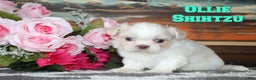 Shih Tzu dogs for sale: Ollie - Ad 1