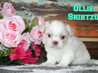 Shih Tzu dogs Ollie - Ad 5