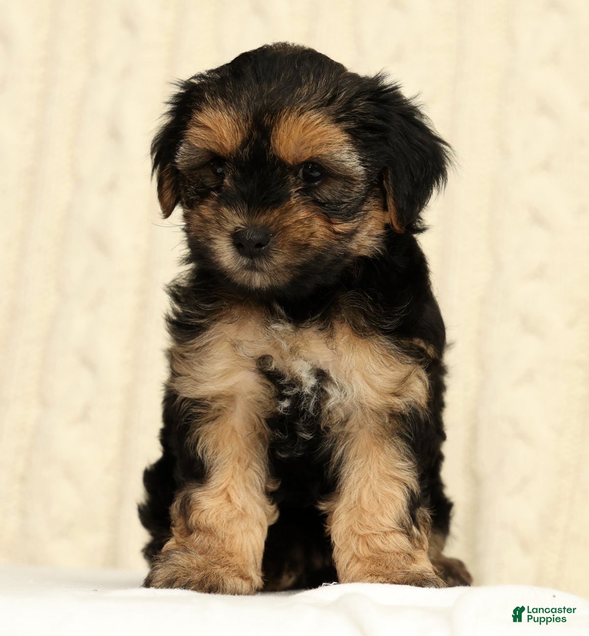 Yorkiepoo dogs Cola - Ad 2