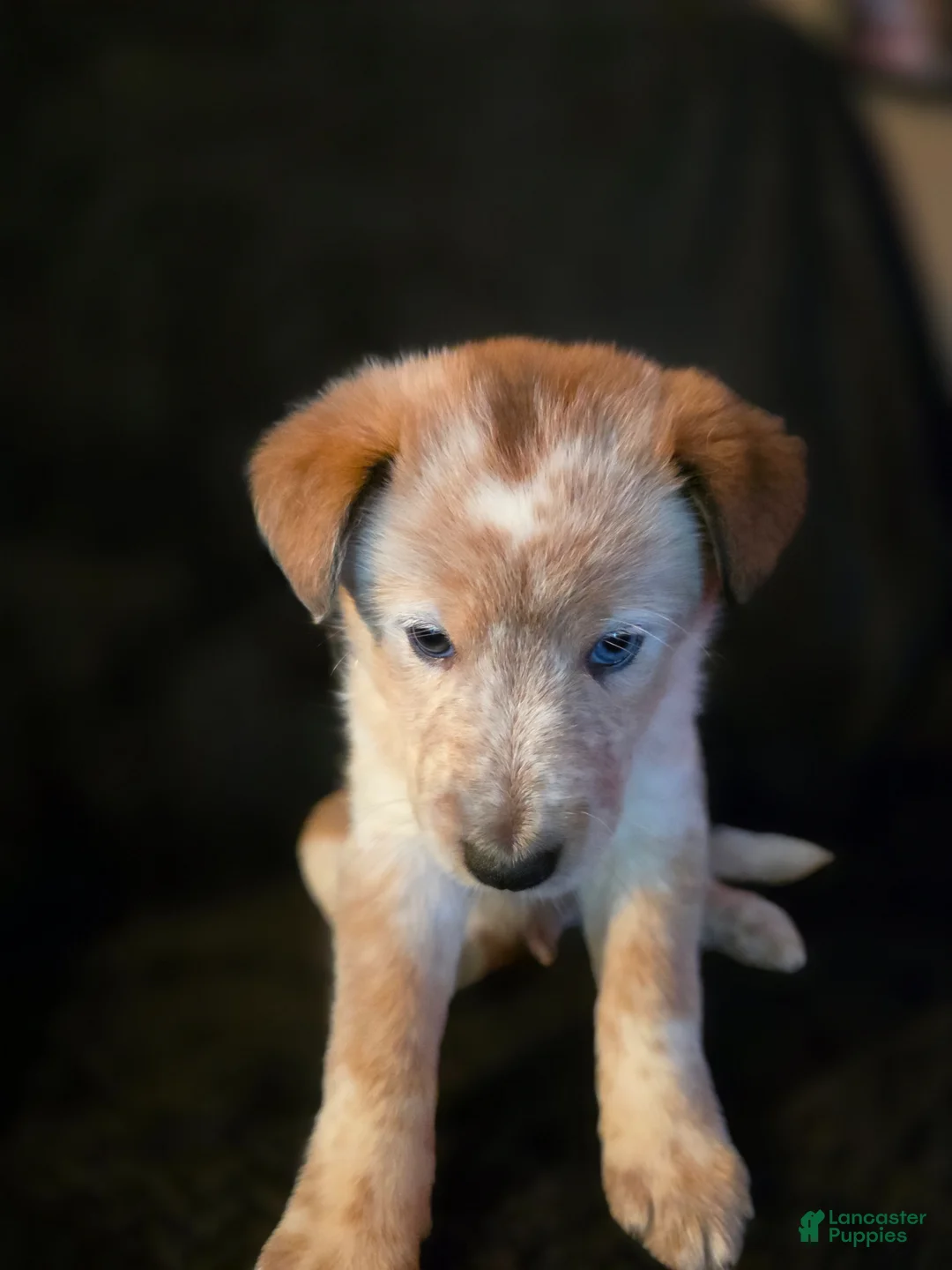 Mixed Breed dogs for sale: Skully - Ad 2