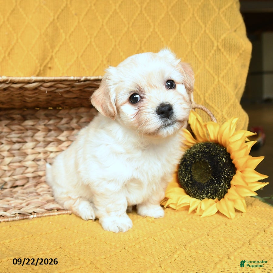 Soraya, Havanese
