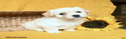 Havanese dogs for sale: Soraya - Ad 1