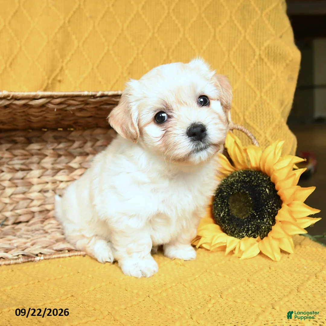 Havanese dogs for sale: Soraya - Ad 1