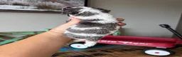 Miniature Poodle dogs for sale: Akc Clear 🧬 tested Blue Merle Phantom Parti Girl - Ad 4