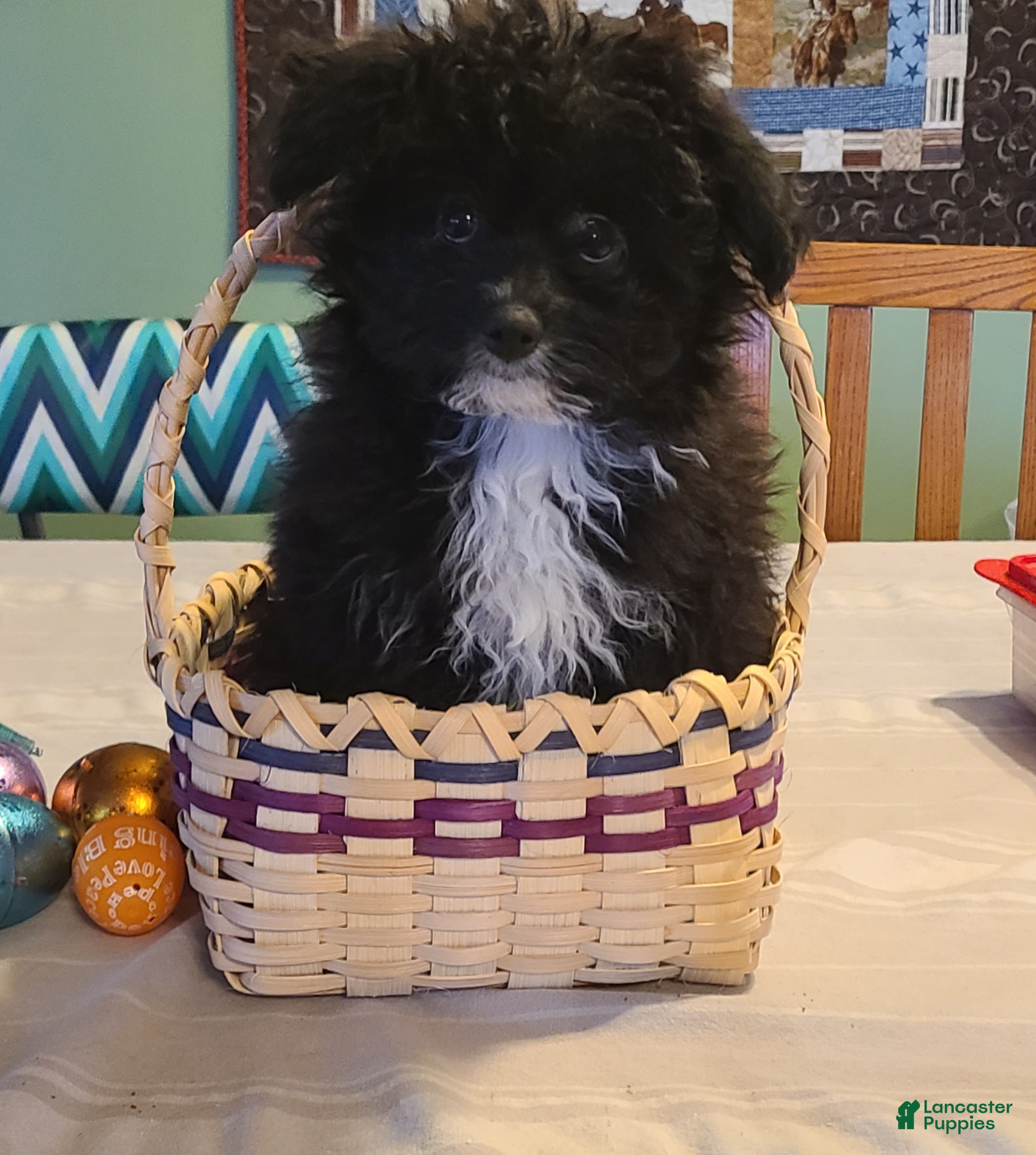 Pomapoo dogs Connie - Ad 1