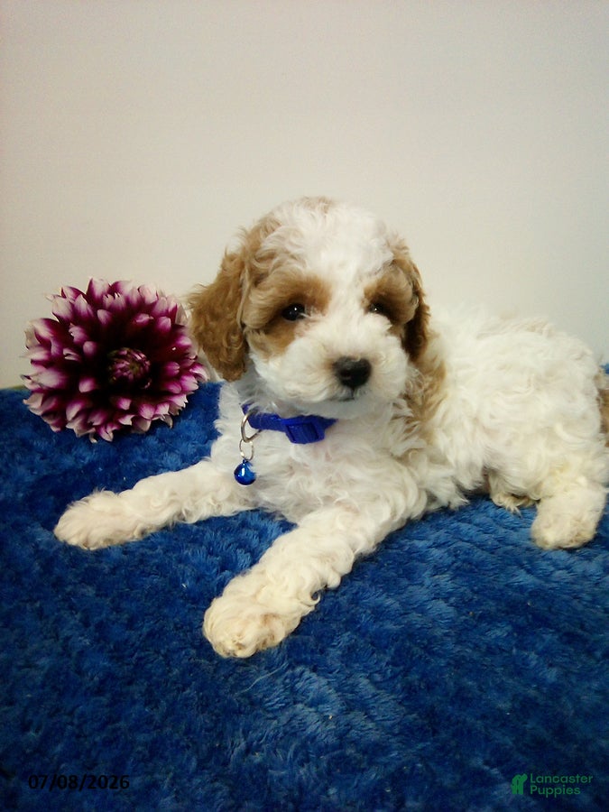 Toy Poodle dogs Bernie - Ad 2