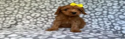 Cavapoo dogs for sale: Molly - Ad 10