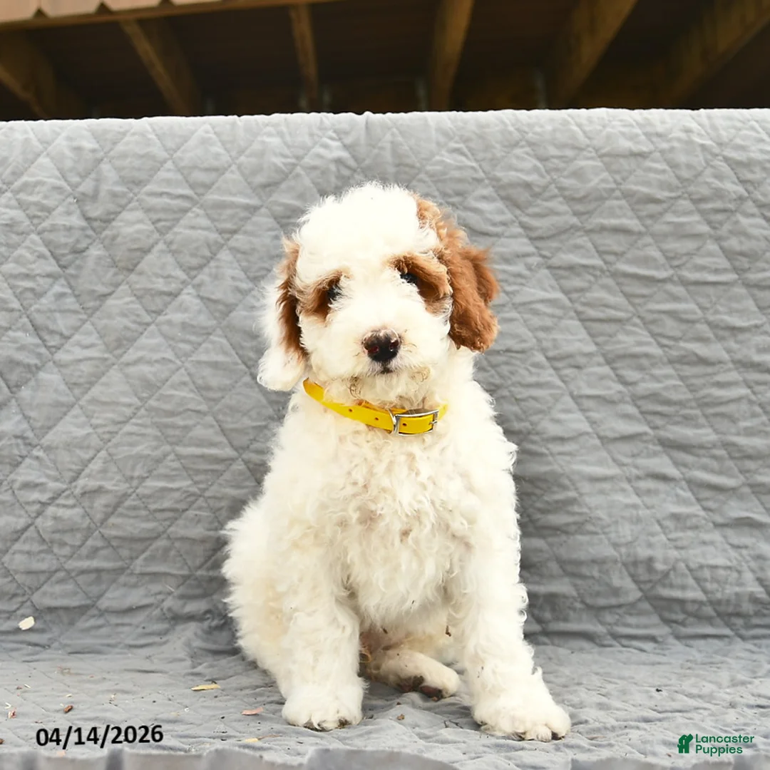 Miniature Poodle dogs for sale: Navy  - Ad 1