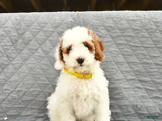 Miniature Poodle dogs for sale: Navy - Ad 3