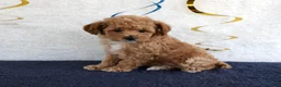 Toy Poodle dogs for sale: Penny - Ad 4
