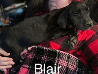 Great Dane dogs Blair - Ad 21