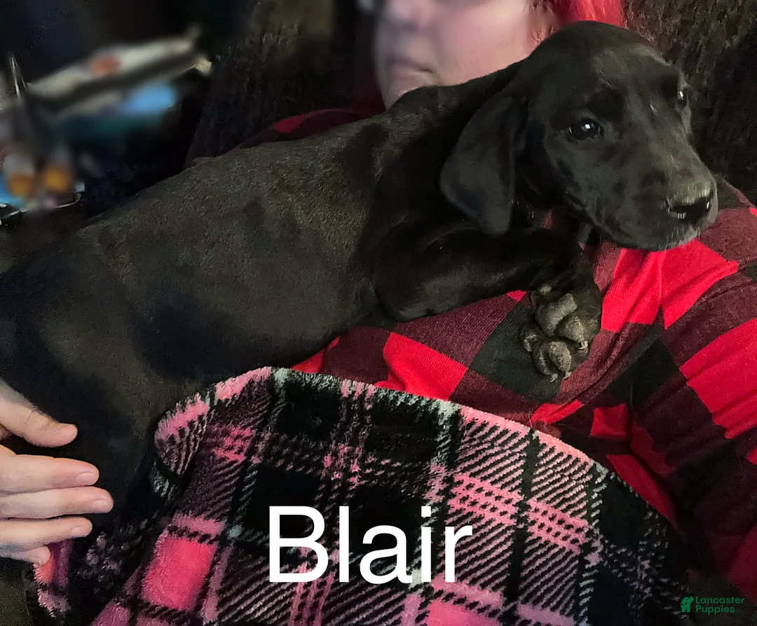 Great Dane dogs for sale: Blair - Ad 6