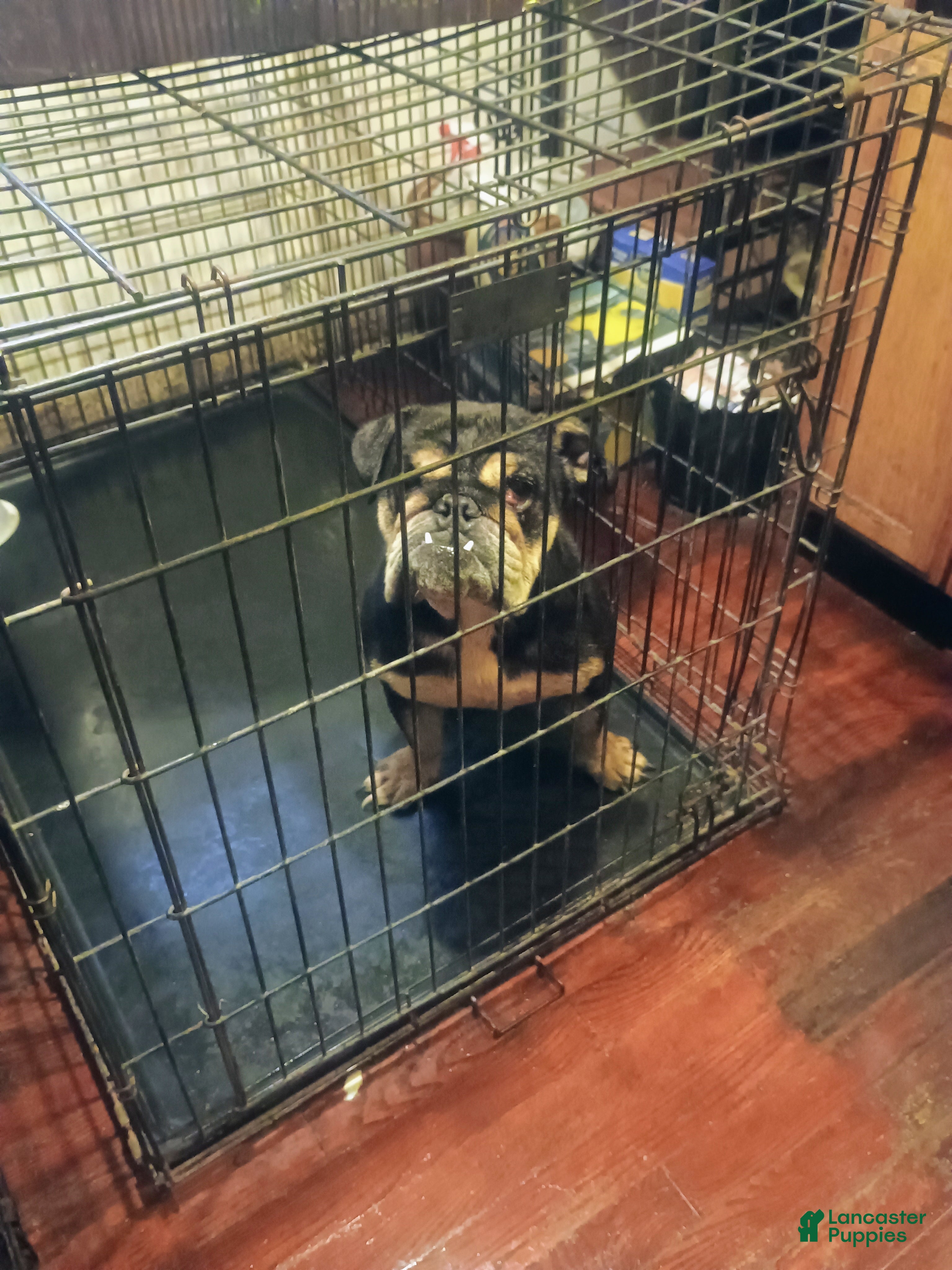 English Bulldog dogs Eb - Ad 17