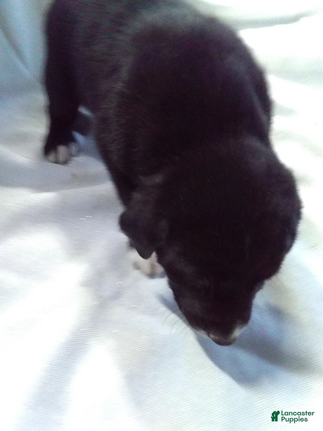 Mixed Breed dogs for sale: Mixed Breed Puppy 1 - Ad 3