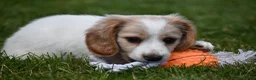 Miniature Dachshund dogs for sale: Biscuit - Ad 7