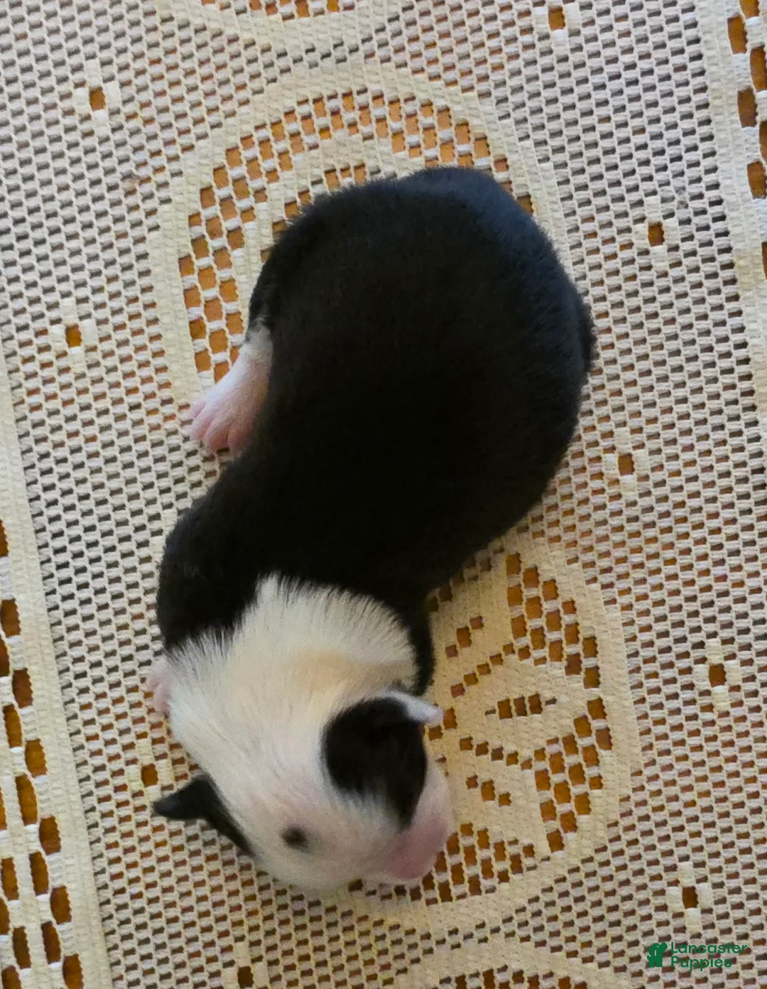 Border Collie dogs for sale: Border Collie Puppy 2 - Ad 4