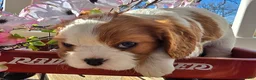 Cavalier King Charles Spaniel dogs for sale: Dolly - Ad 17