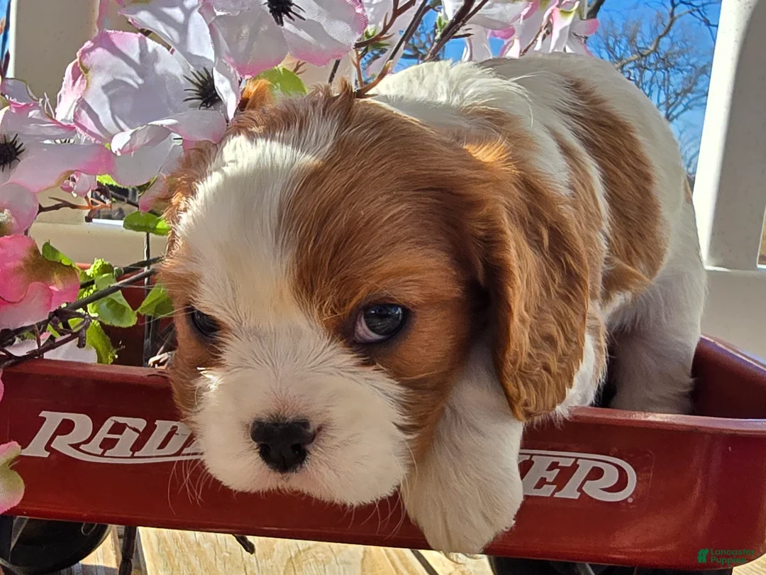 Cavalier King Charles Spaniel dogs for sale: Dolly - Ad 17