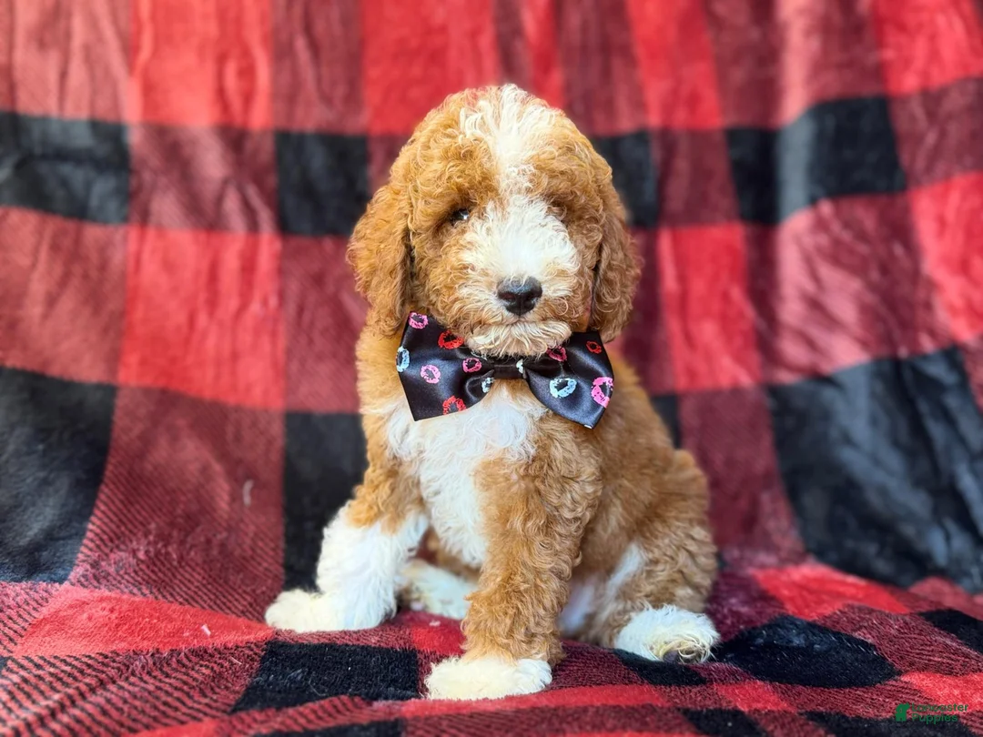 Miniature Poodle dogs for sale: Twix - Ad 2