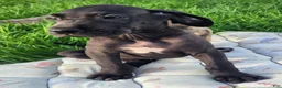 Great Dane dogs for sale: Max - Ad 6