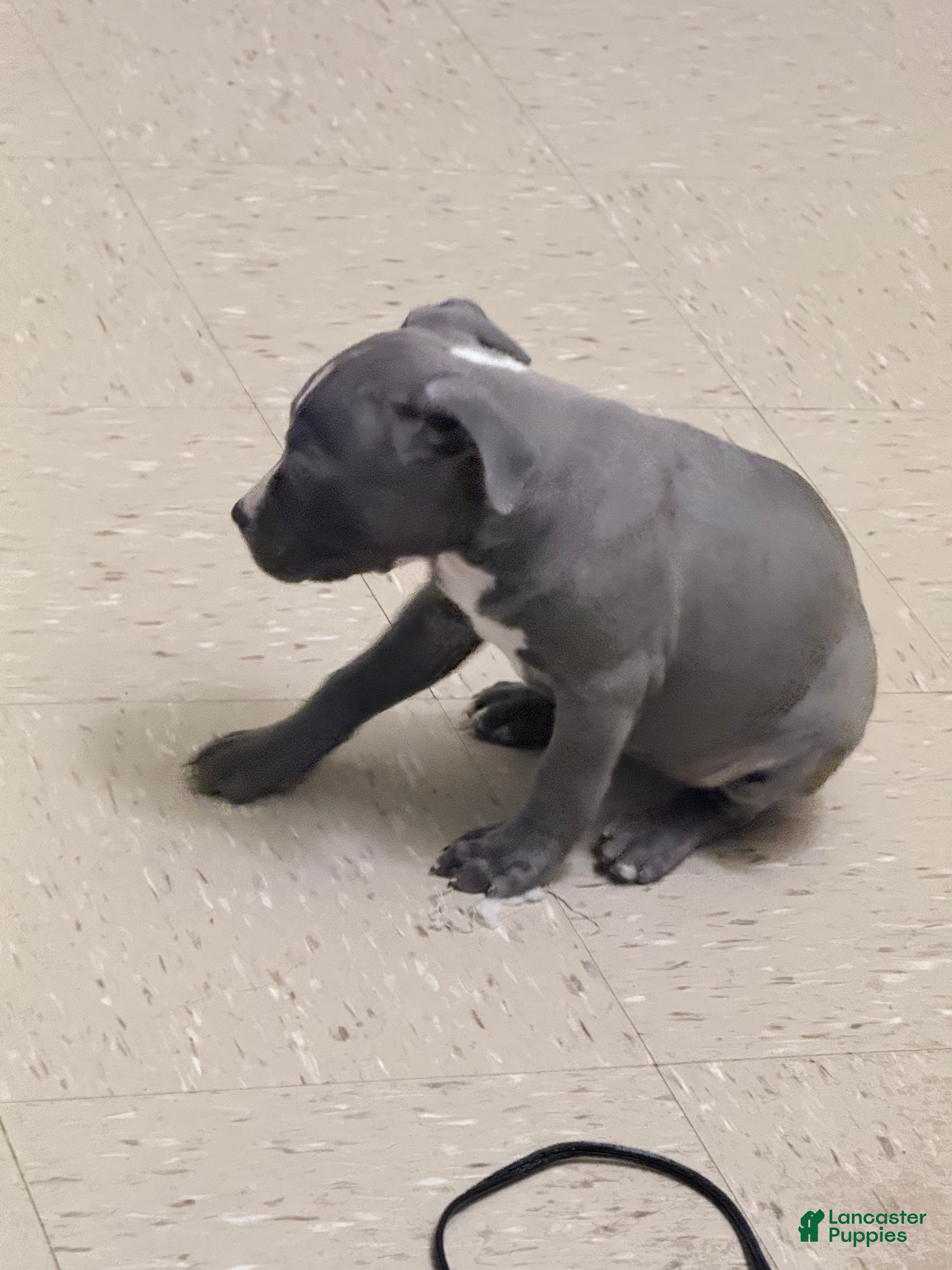 American Pit Bull Terrier dogs American Pit Bull Terrier Puppy 3 516-957-0657 - Ad 4