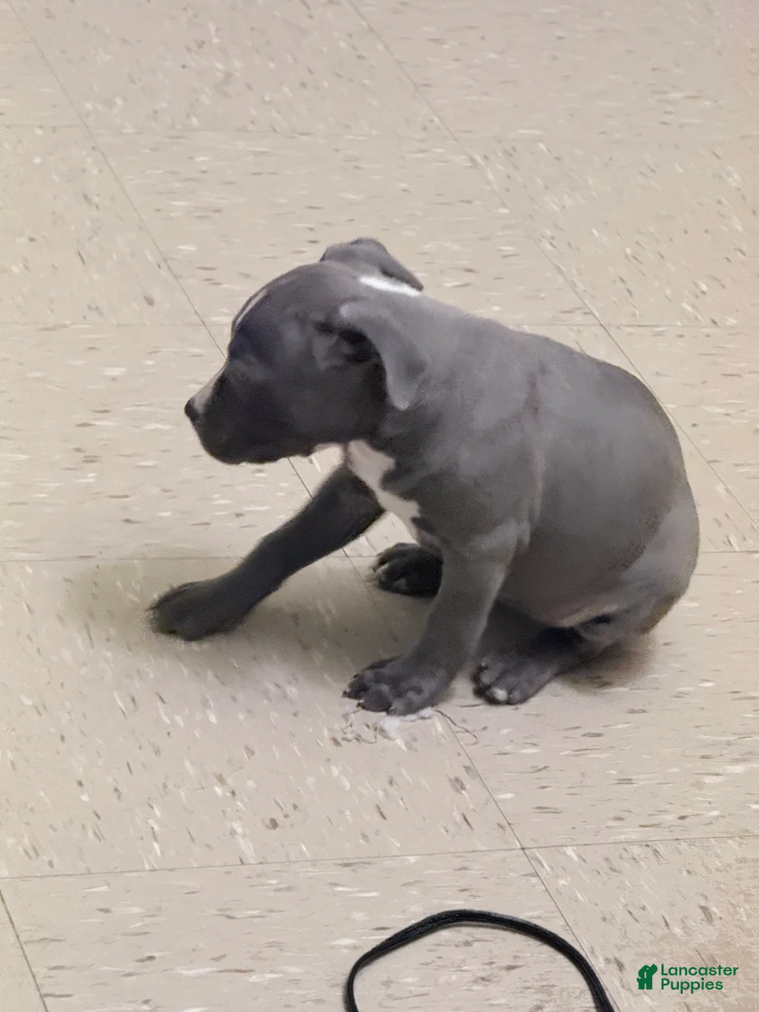 American Pit Bull Terrier dogs for sale: American Pit Bull Terrier Puppy 3 negotiable. - Ad 2