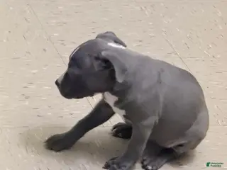 American Pit Bull Terrier dogs American Pit Bull Terrier Puppy 3 516-957-0657 - Ad 4