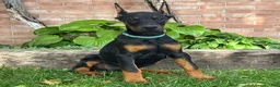 Doberman Pinscher dogs for sale: Bianca - Ad 4