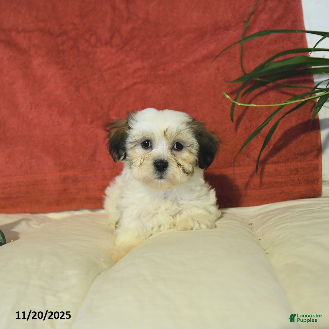 Teddy Bear dogs for sale: Biscuit  - Ad 4