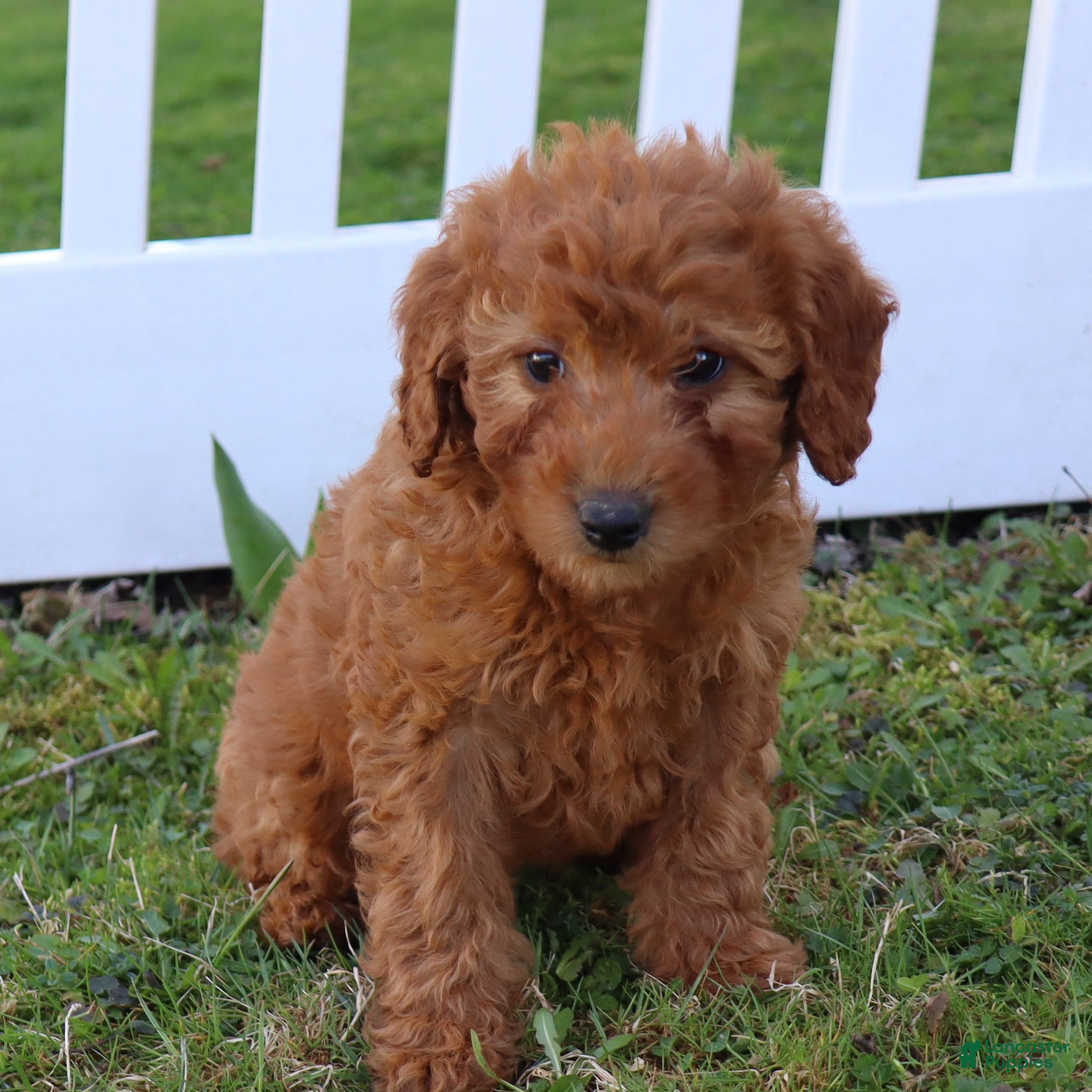 Mini Goldendoodle dogs Connie - Ad 2