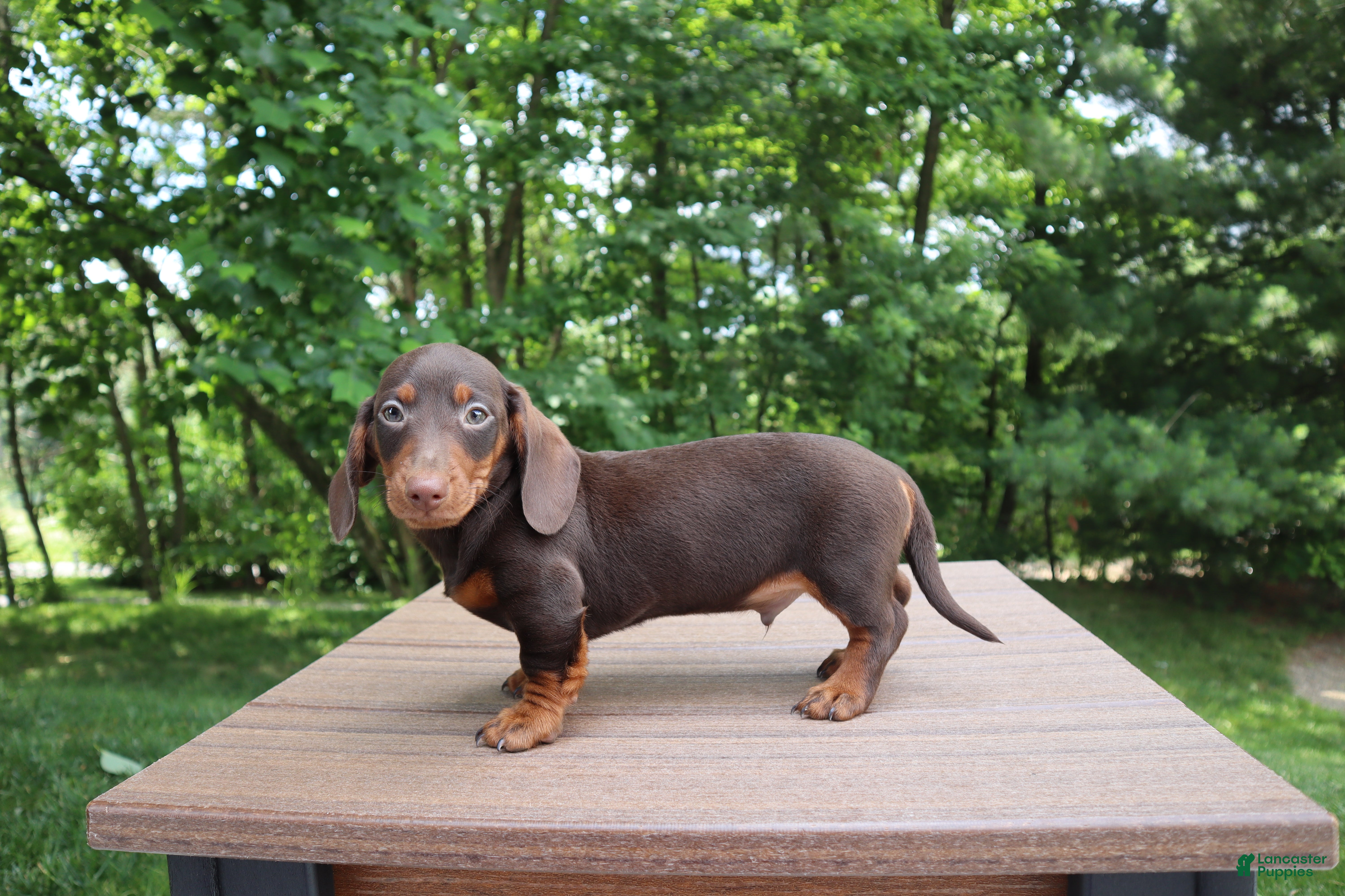 Dachshund dogs Kobe - Ad 2