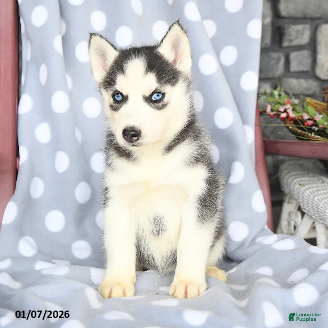 Siberian Husky dogs for sale: Cresent - Ad 3
