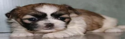Shih Tzu dogs for sale: Nova - Ad 1
