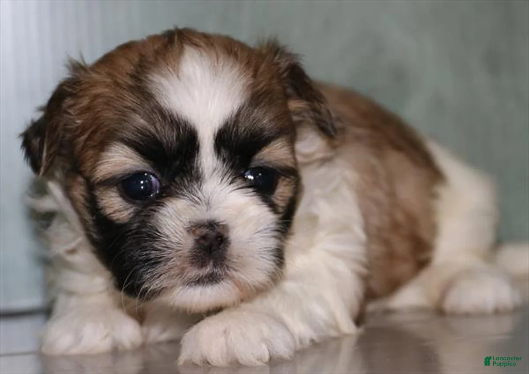 Shih Tzu dogs for sale: Nova - Ad 1