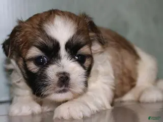 Shih Tzu dogs Nova - Ad 40