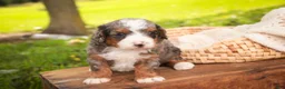 Bernedoodle dogs for sale: Everest Miniature Bernedoodle  - Ad 3
