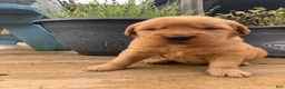 Golden Retriever dogs for sale: Rhea - Ad 4