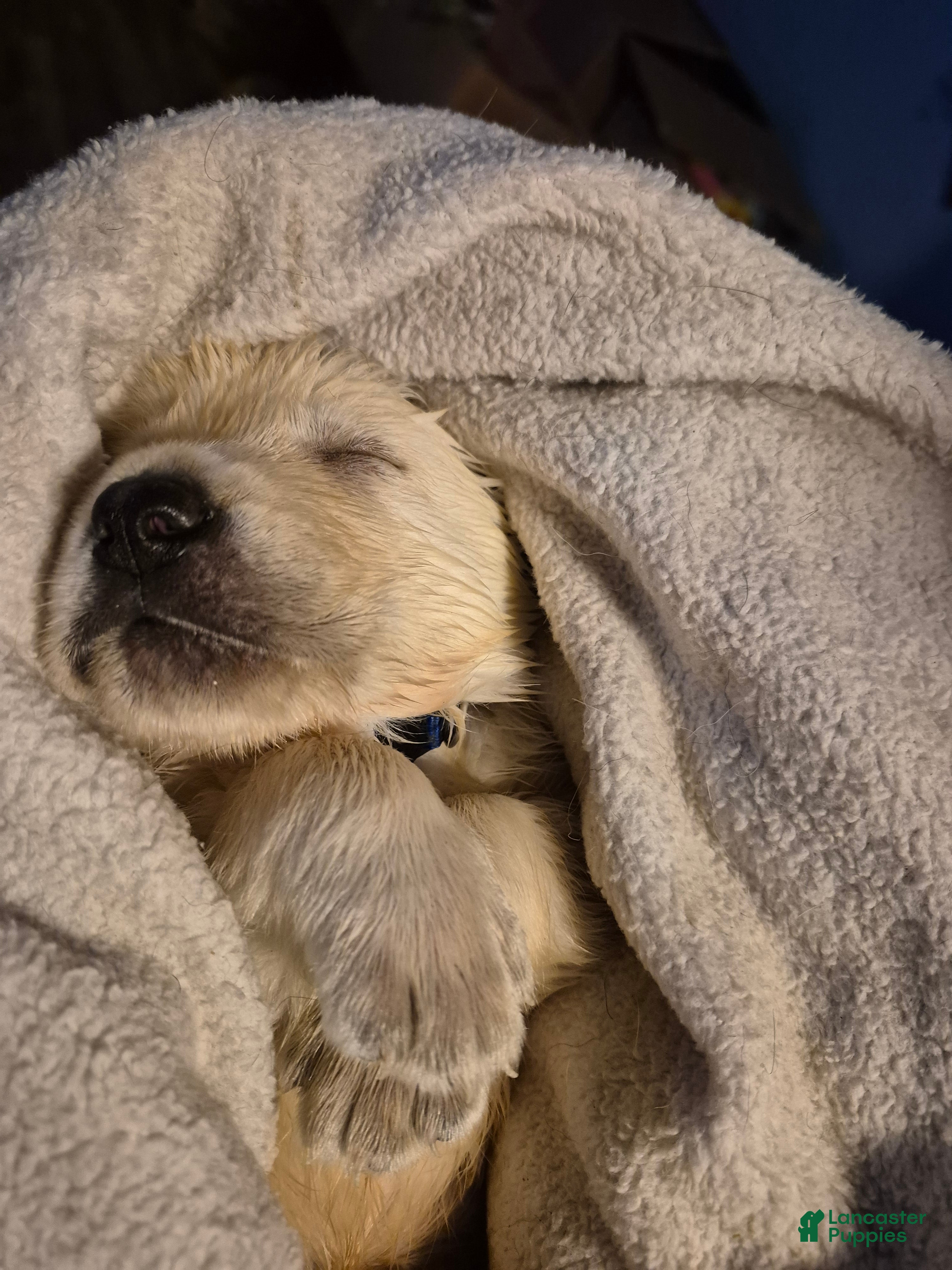 Goldador dogs Goldador Puppy 4 - Ad 6