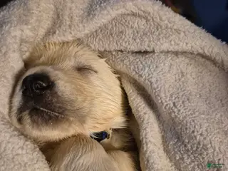 Goldador dogs Goldador Puppy 4 - Ad 6