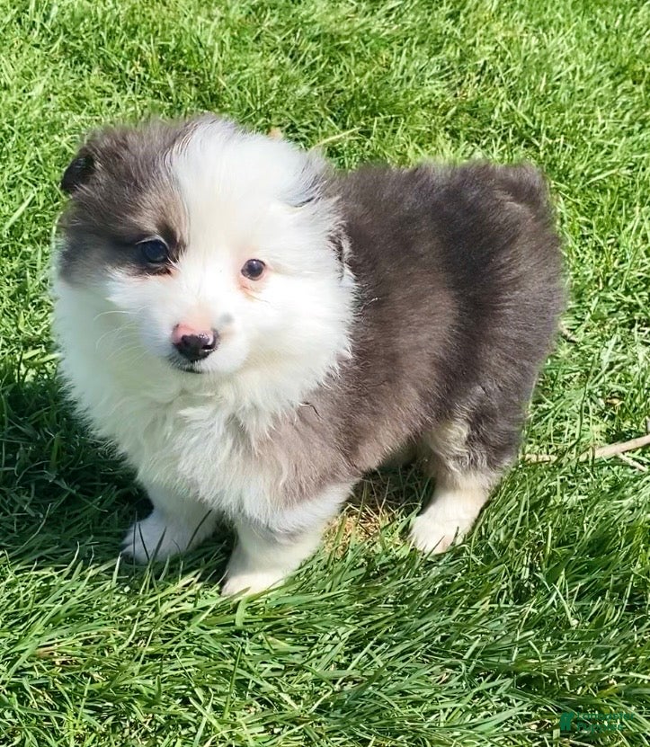 Mixed Breed dogs Jackson - Ad 13