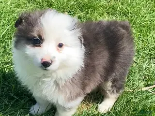 Mixed Breed dogs Jackson - Ad 13