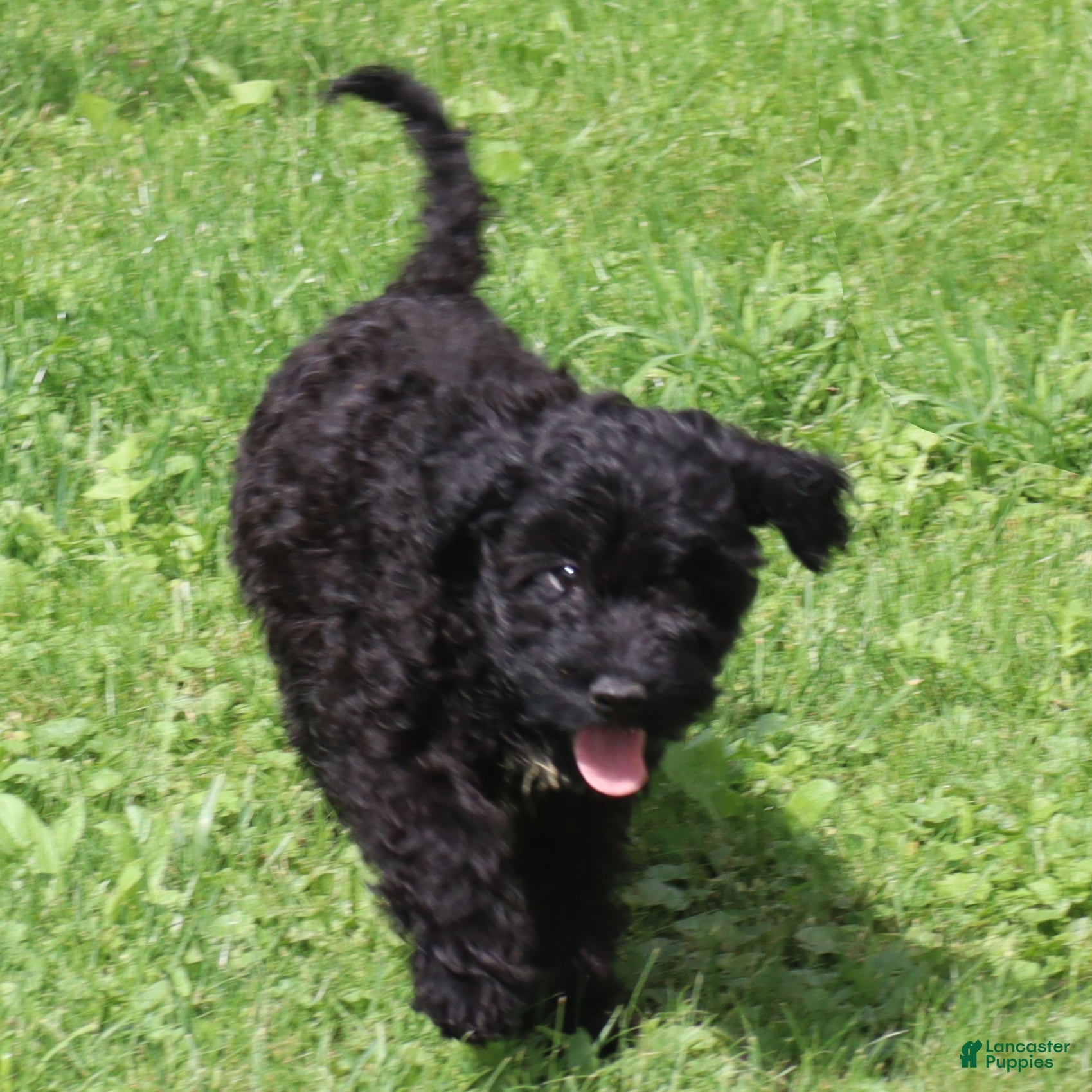 Mini Goldendoodle dogs Flora - Ad 2