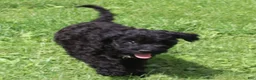 Mini Goldendoodle dogs for sale: Flora - Ad 2