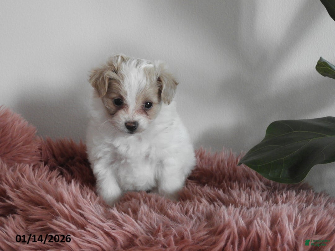 Pomapoo dogs for sale: Kenya - Ad 2