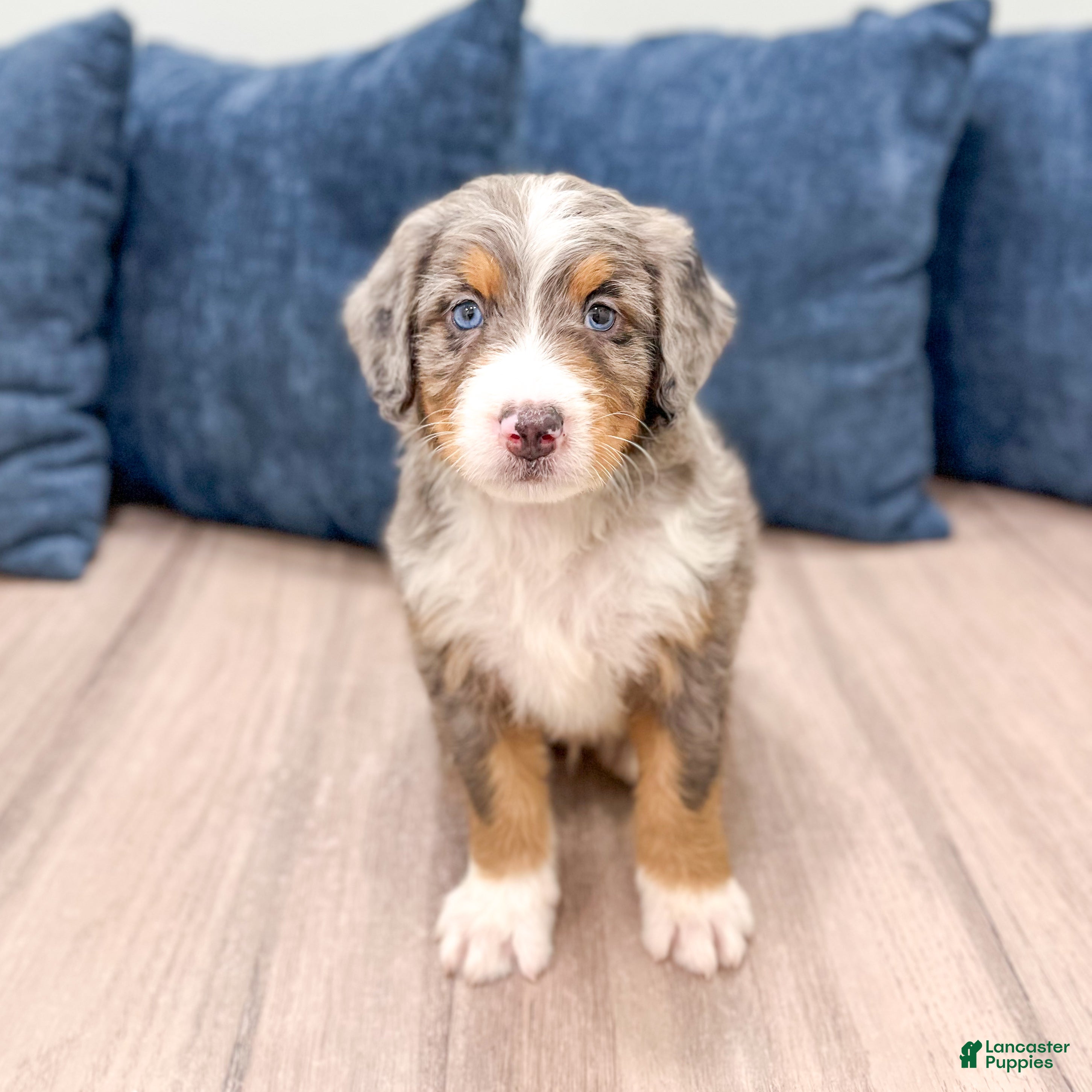 Mini Bernedoodle dogs Brady - Ad 2