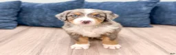 Mini Bernedoodle dogs for sale: Brady - Ad 2