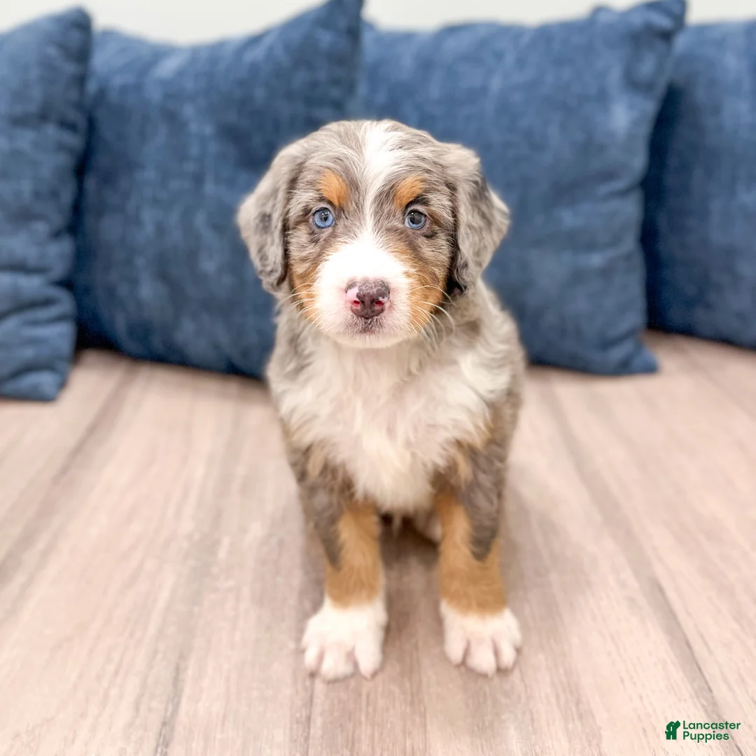 Mini Bernedoodle dogs for sale: Brady - Ad 2